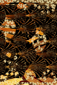 Feathered Deco Aleysa Nicholas